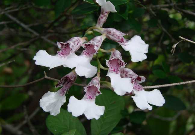 Image Name rodriguezia decora