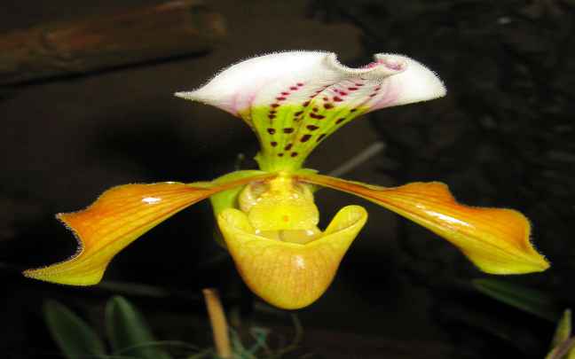 Image Name slipper orchid
