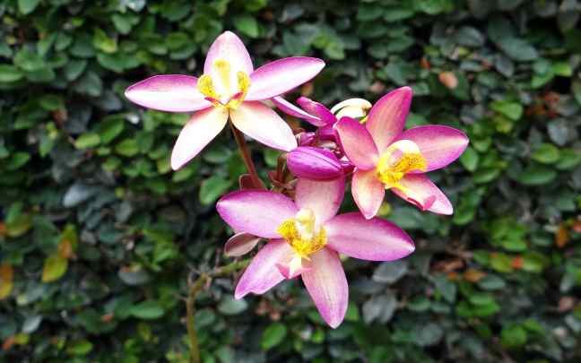 Image Name spathoglottis plicata