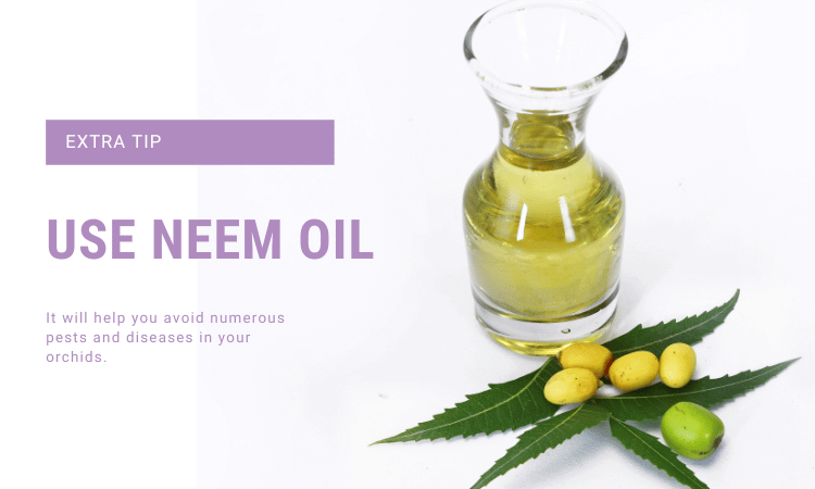 Image Name use neem oil