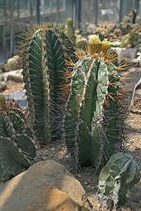 Image Name Astrophytum ornatum