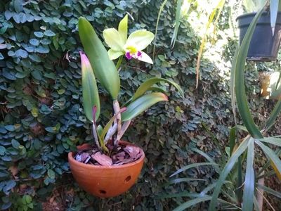 Image Name Cattleya amarela do edilson