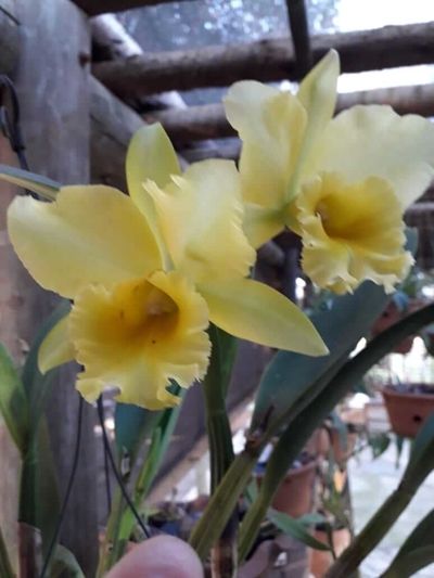 Image Name Cattleya flores amarelas