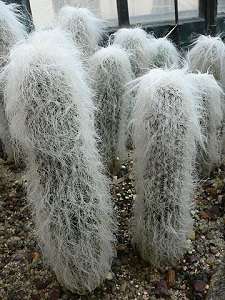 Image Name Cephalocereus senilis