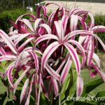 Crinum amabile - Its Characteristics and How to Care