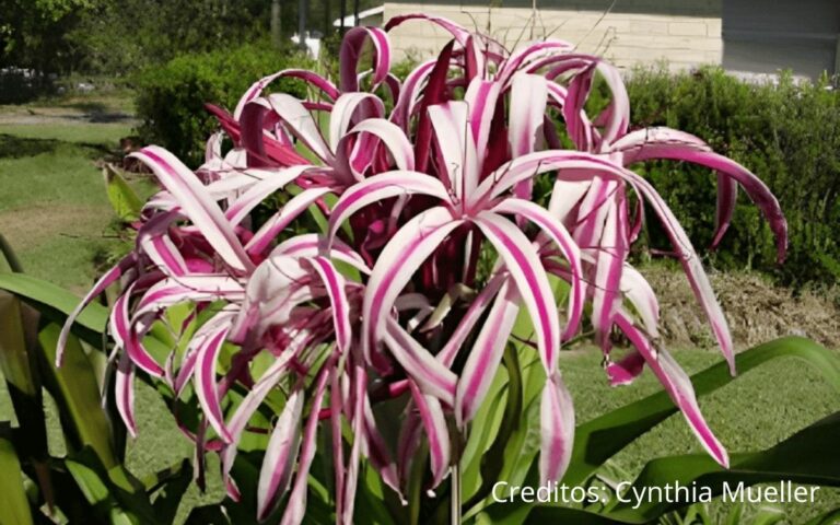 Crinum amabile – Its Characteristics and How to Care
