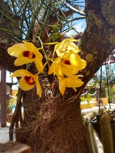 Image Name Dendrobium que estava a 14 anos sem florir