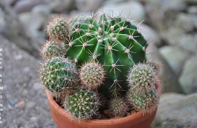 Image Name Echinopsis Werdermannii