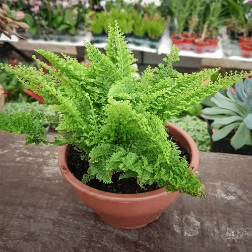 Image Name Hawaiian Fern
