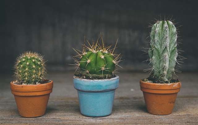 Image Name How to Care for Cacti and Mini Cacti