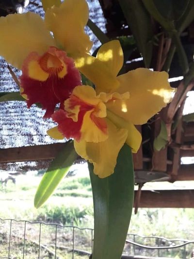 Image Name Oietes orquidea