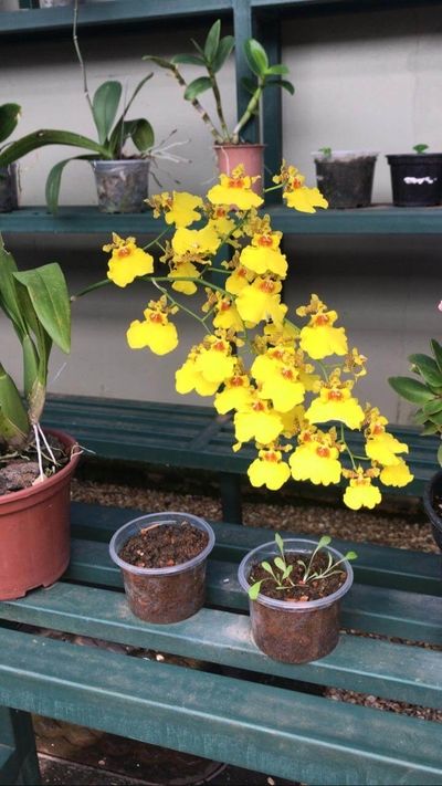 Image Name Oncidium 1