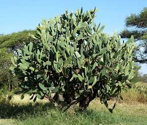 Image Name Opuntia Ficus Indica