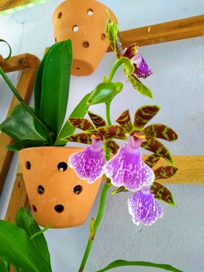 Image Name Orchids Of Various Colors 12