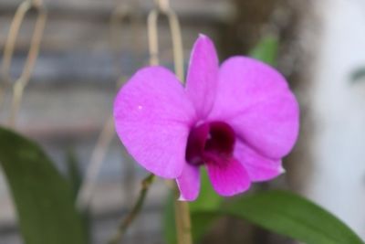 Image Name Orchids Of Various Colors 14