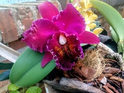 Image Name Orchids Of Various Colors 15