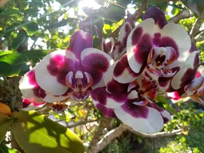 Image Name Orchids Of Various Colors 16