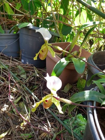 Image Name Orchids Of Various Colors 19