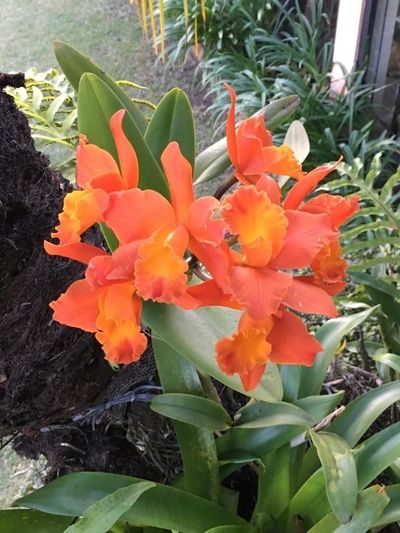 Image Name Orchids Of Various Colors 21