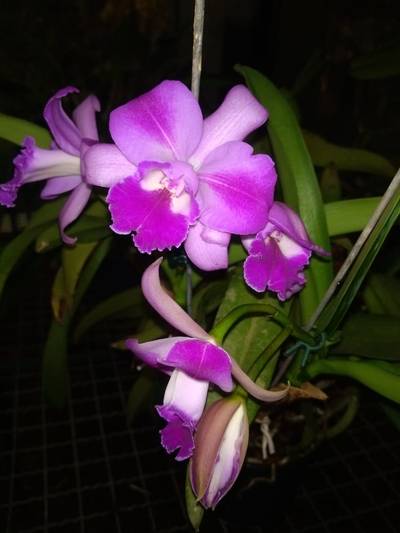 Image Name Orchids Of Various Colors 24
