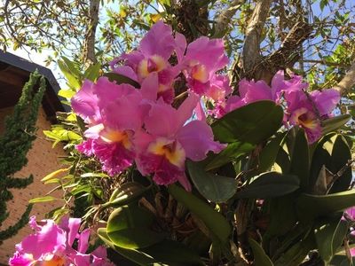 Image Name Orchids Of Various Colors 25