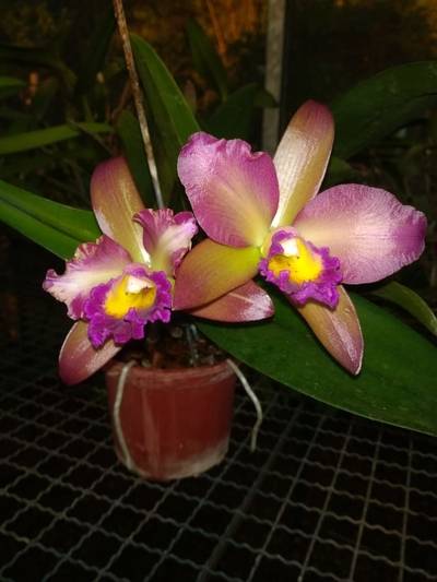 Image Name Orchids Of Various Colors 26