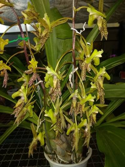 Image Name Orchids Of Various Colors 28