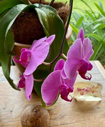 Image Name Orchids Of Various Colors 29