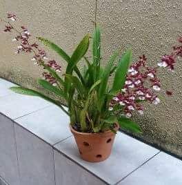 Image Name Orchids Of Various Colors 3