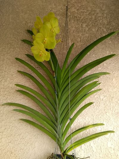 Image Name Orchids Of Various Colors 6