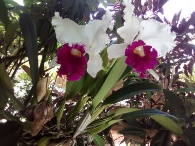 Image Name Orchids Of Various Colors 7