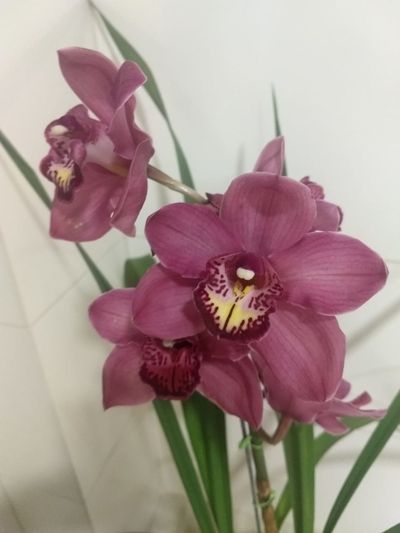Image Name Orchids Of Various Colors 8