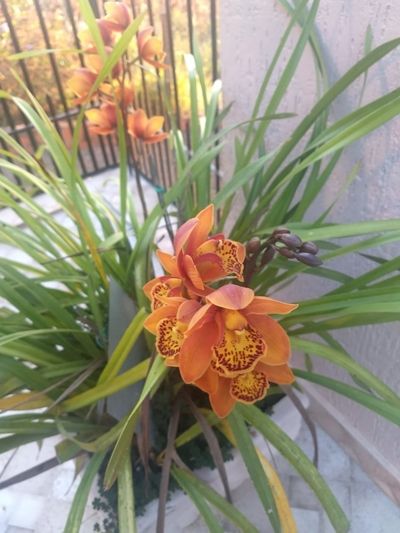 Image Name Orchids Of Various Colors 9