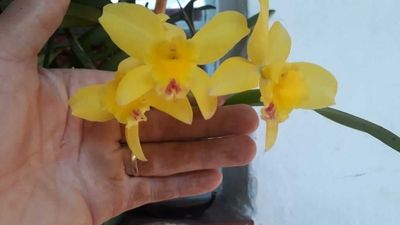 Image Name Orquidea do claudio