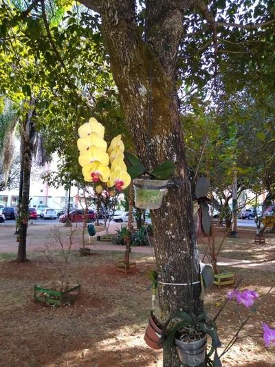 Image Name Phalaenopsis Amarela Jose Cezario