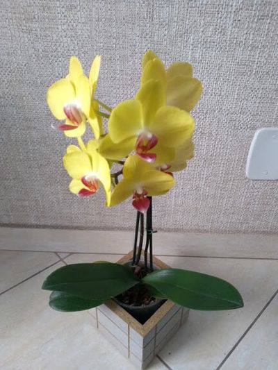 Image Name Phalaenopsis amarela