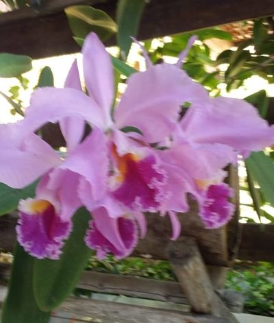 Image Name Pictures of Pink And Purple Orchids 1