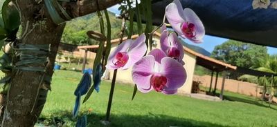 Image Name Pictures of Pink And Purple Orchids 10