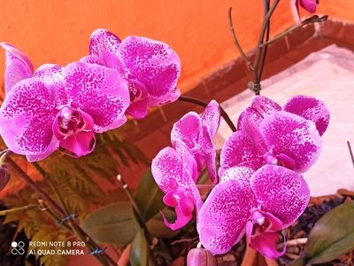 Image Name Pictures of Pink And Purple Orchids 12