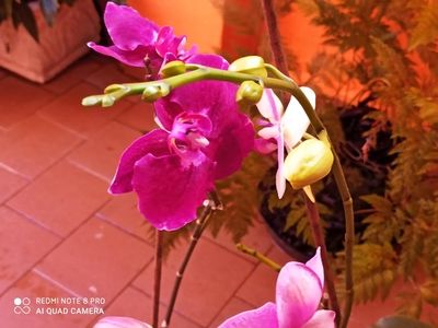 Image Name Pictures of Pink And Purple Orchids 13