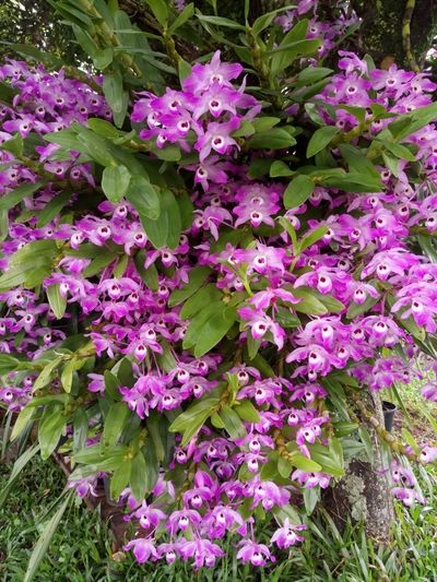 Image Name Pictures of Pink And Purple Orchids 2