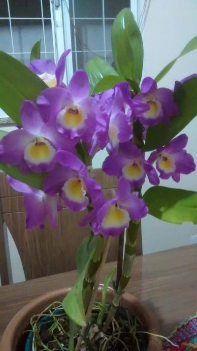 Image Name Pictures of Pink And Purple Orchids 3