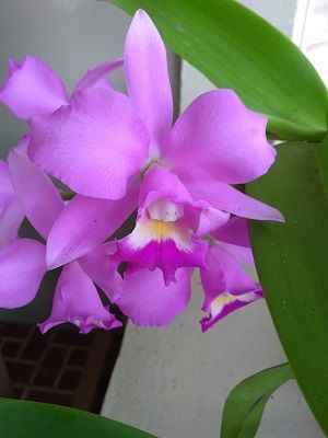 Image Name Pictures of Pink And Purple Orchids 4