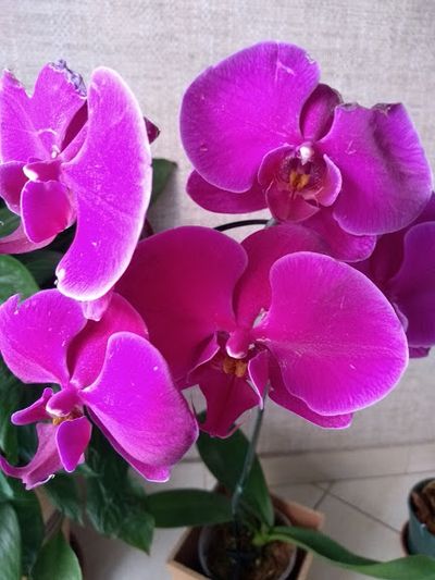 Image Name Pictures of Pink And Purple Orchids 7