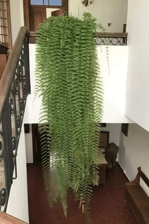 Image Name Polypodium persicifolium