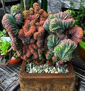 Image Name Rare Cacti