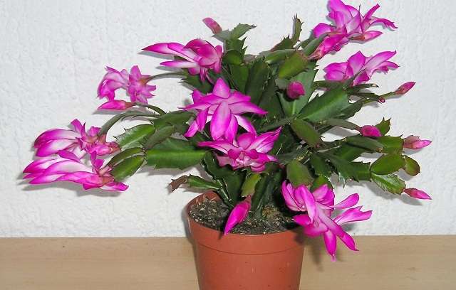 Image Name Schlumbergera truncata