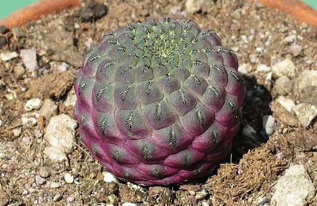 Image Name Sulcorebutia rauschii