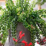Twister Lipstick Plant - Characteristics and How to Care