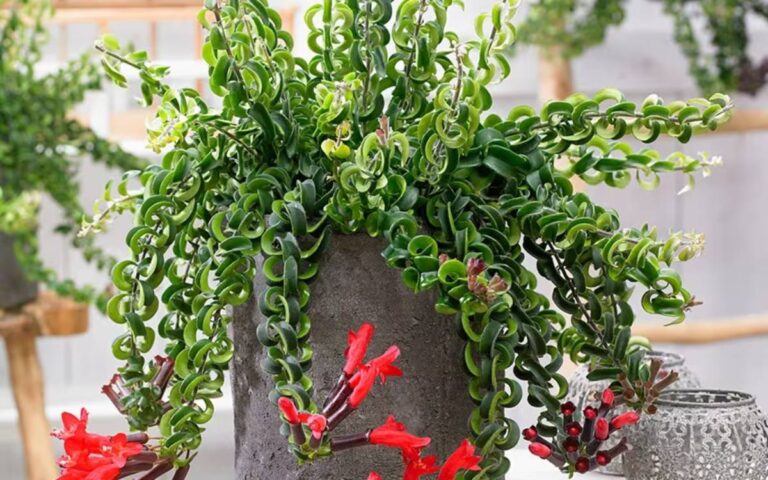 Twister Lipstick Plant – Characteristics and How to Care